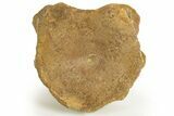 Fossil Ichthyosaur (Brachypterygius) Vertebra - England #316875-2